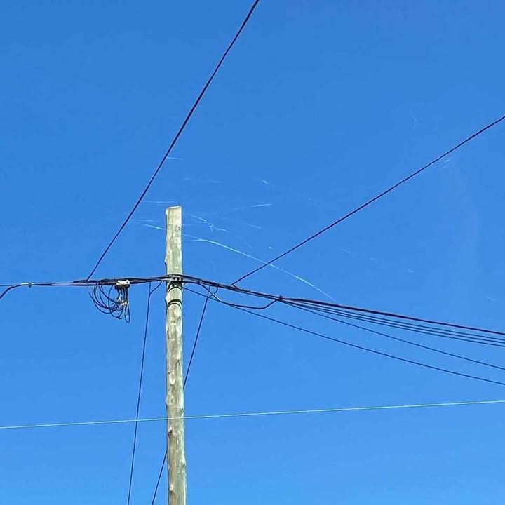 En el Palihue están sorprendidos por la gran cantidad de telas de araña