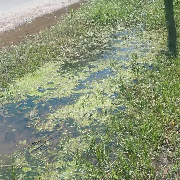 A vecina se le inunda la casa por una pérdida no reparada y una zanjeo inexistente