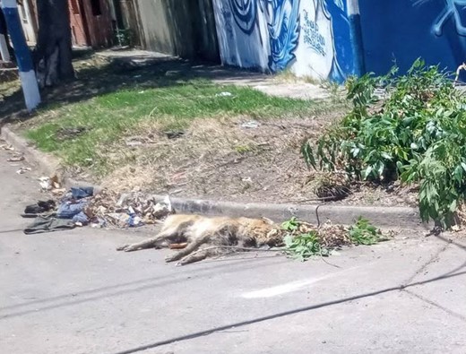 118 y 77: Vecina confirmó que un perro muerto superó los tres días tirado junto al cordón