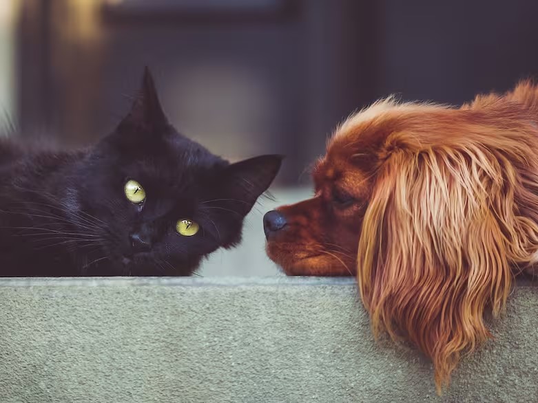 Cómo proteger a los perros y gatos de la ola de calor