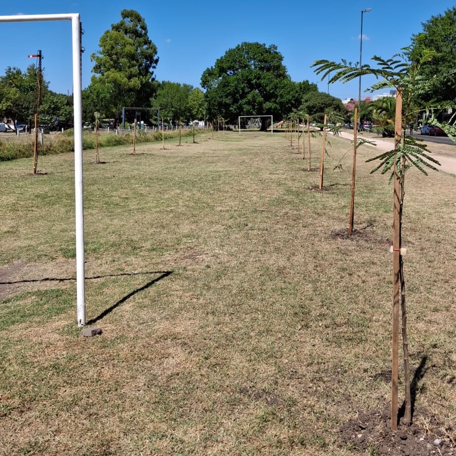 72 entre 2 y 3: llenaron la cancha de fútbol con plantas que colocó la Municipalidad