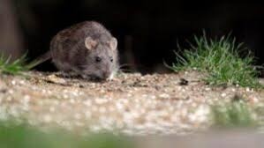 Confirmaron Hantavirus en la región