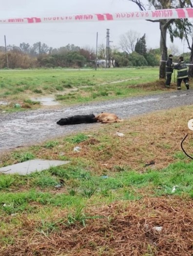 Explotó un transformador en 116 y 90: Mató dos perros y de milagro no le tocó a un vecino