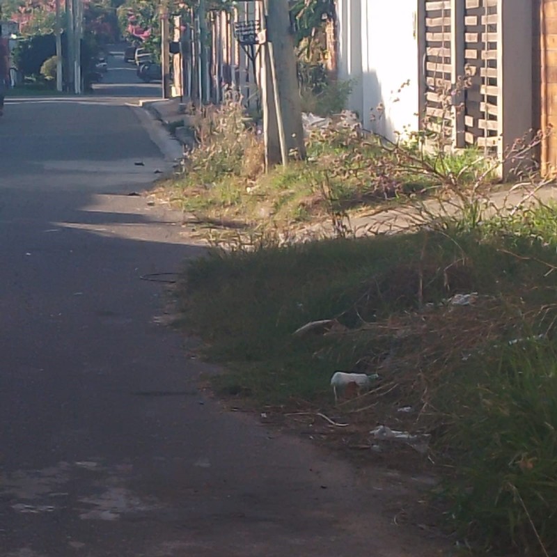 El pasto crece en la calle en 2 entre 77 y 78