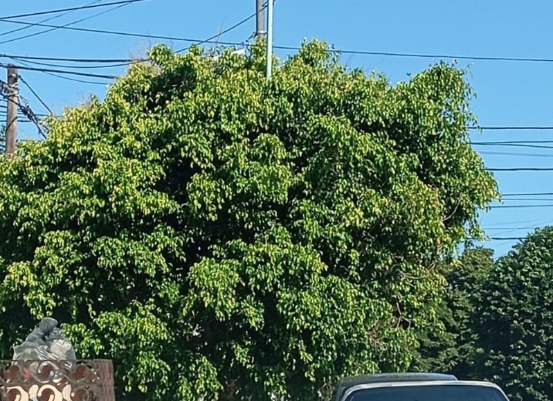 Arbol en la intersección de 5 y 75