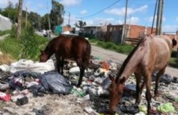 Vecinos reclaman por animales abandonados en las calles de la localidad