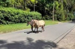 Los caballos sueltos y sin control vuelven a ser noticia