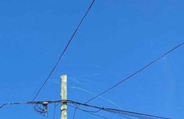 En el Palihue están sorprendidos por la gran cantidad de telas de araña