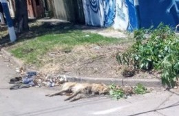 118 y 77: Vecina confirmó que un perro muerto superó los tres días tirado junto al cordón