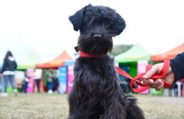 Atención veterinaria gratuita en los barrios en Altos de San Lorenzo