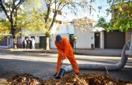 Chupan más que la mona: nuevas máquinas aspiradoras para recolectar la hojarasca