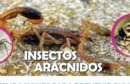 Emiten recomendaciones para prevenir picaduras de alacranes y escorpiones