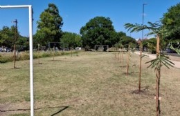 72 entre 2 y 3: llenaron la cancha de fútbol con plantas que colocó la Municipalidad