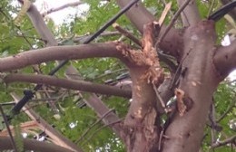 Árbol que necesita poda urgente