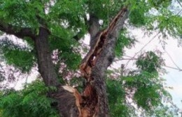 Temor con un árbol partido por la tormenta