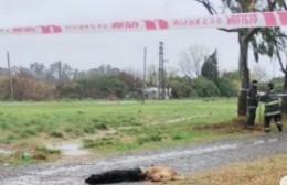 Explotó un transformador en 116 y 90: Mató dos perros y de milagro no le tocó a un vecino