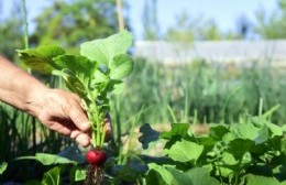 Villa Elisa: abrió la inscripción al curso gratuito de huerta orgánica