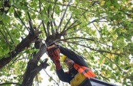 La Poda que no fue: Se vieron menos trabajos de podas que en años anteriores