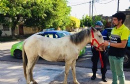 Sueltan caballos a la calle como si fueran caniches